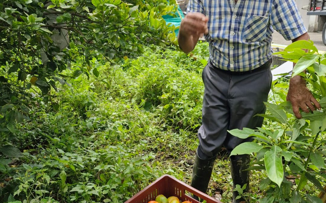 El huerto como parte de la vida cotidiana